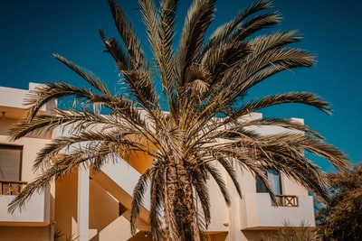 White concrete building near the palm trees
